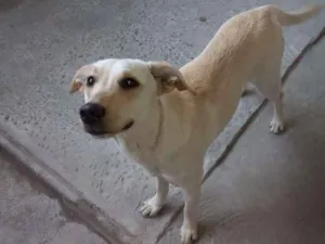 Cachorro raça Sem raça definida idade 2 a 6 meses nome Lola
