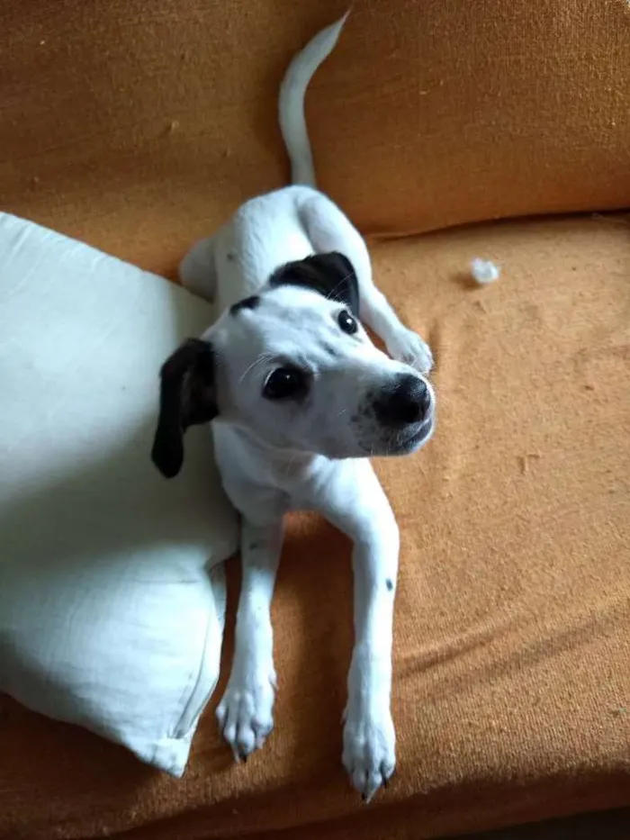 Cachorro ra a SRD idade 2 a 6 meses nome Miúda