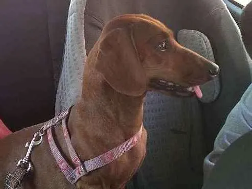 Cachorro ra a Basset idade 4 anos nome Nina