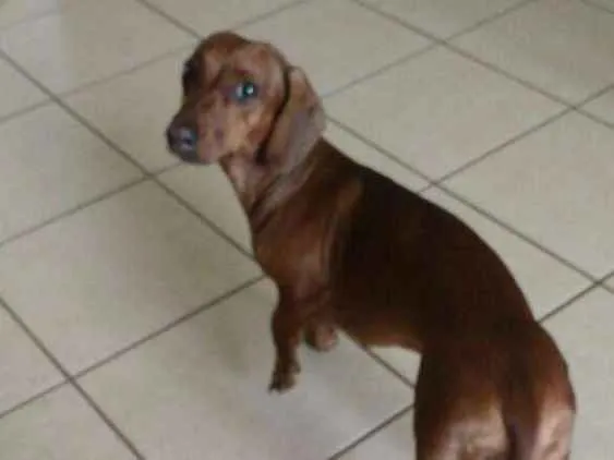 Cachorro ra a Basset idade 4 anos nome Nina