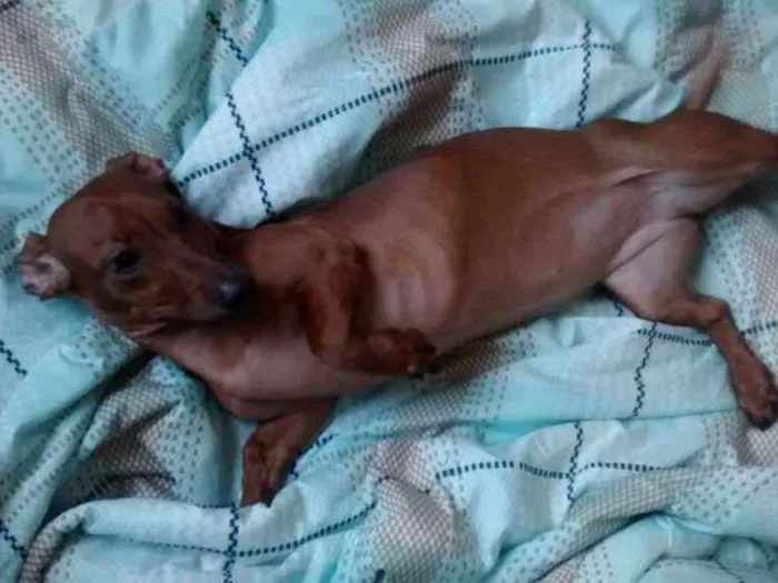 Cachorro ra a Basset idade 4 anos nome Nina