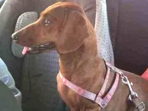 Cachorro raça Basset idade 4 anos nome Nina