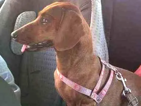Cachorro ra a Basset idade 4 anos nome Nina