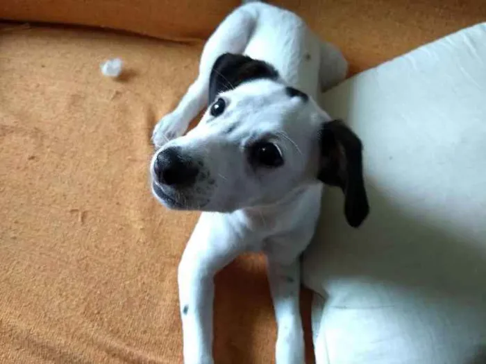 Cachorro ra a SRD idade 2 a 6 meses nome Miúda