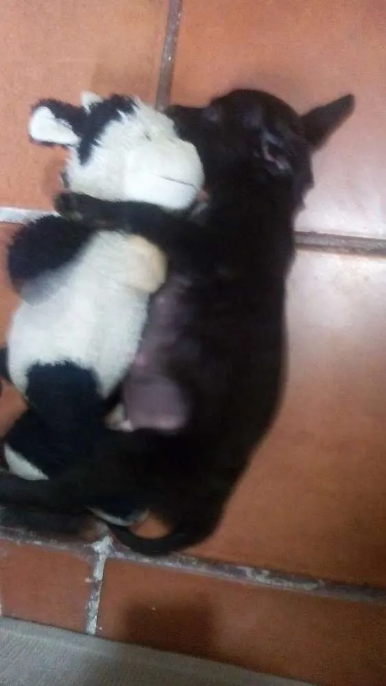 Cachorro ra a Vira lata idade 2 a 6 meses nome Thor