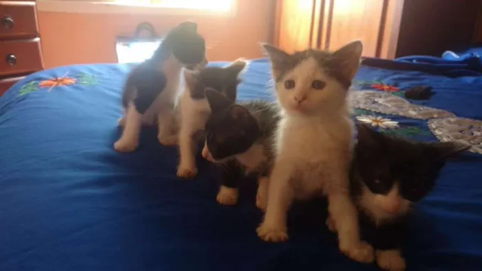 Gato raça Estilo Curl americano idade Abaixo de 2 meses nome Filhos de Charlote