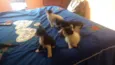 Filhos de Charlote