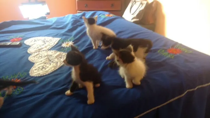 Gato raça Estilo Curl americano idade Abaixo de 2 meses nome Filhos de Charlote