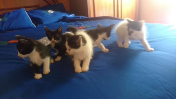 Gato raça Estilo Curl americano idade Abaixo de 2 meses nome Filhos de Charlote
