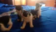 Filhos de Charlote