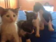 Filhos de Charlote