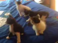 Filhos de Charlote