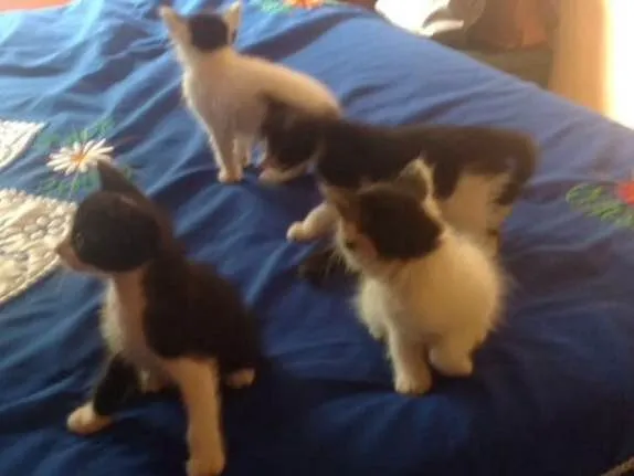 Gato raça Estilo Curl americano idade Abaixo de 2 meses nome Filhos de Charlote