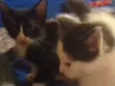 Filhos de Charlote