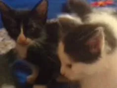 Gato raça Estilo Curl americano idade Abaixo de 2 meses nome Filhos de Charlote