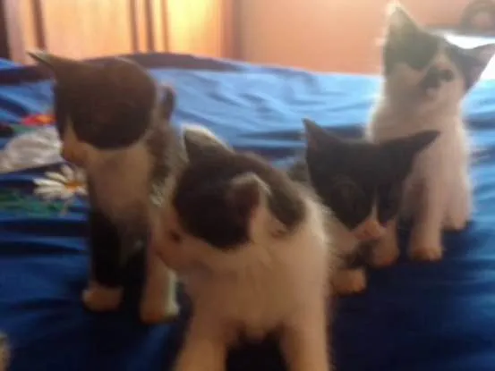 Gato raça Estilo Curl americano idade Abaixo de 2 meses nome Filhos de Charlote
