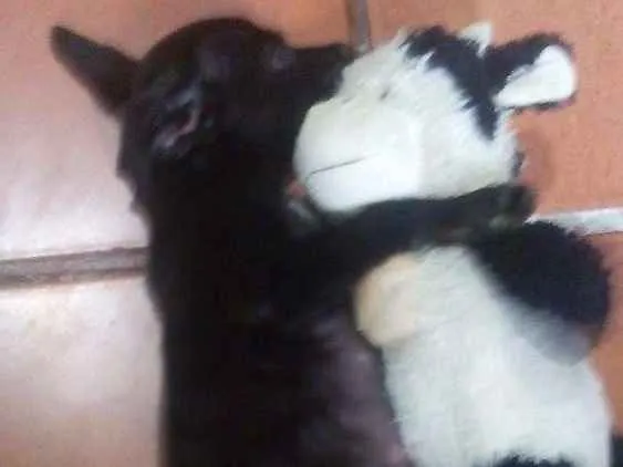 Cachorro ra a Vira lata idade 2 a 6 meses nome Thor