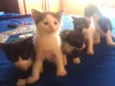 Filhos de Charlote