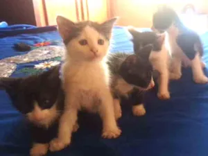 Gato raça Estilo Curl americano idade Abaixo de 2 meses nome Filhos de Charlote