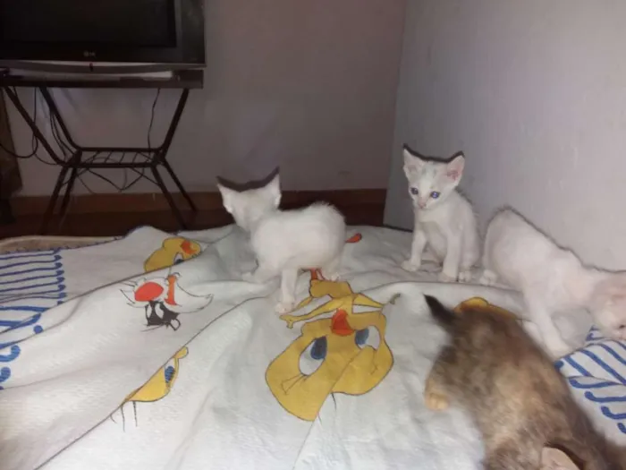 Gato ra a Tomba tudo idade Abaixo de 2 meses nome Mialmial