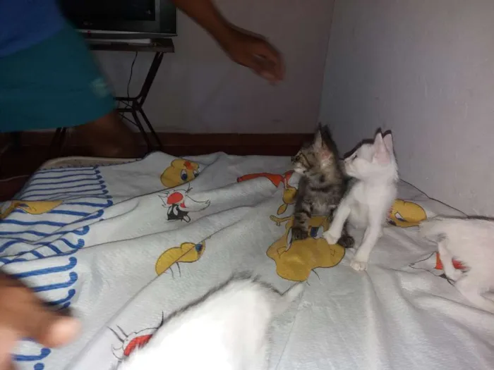 Gato ra a Tomba tudo idade Abaixo de 2 meses nome Mialmial