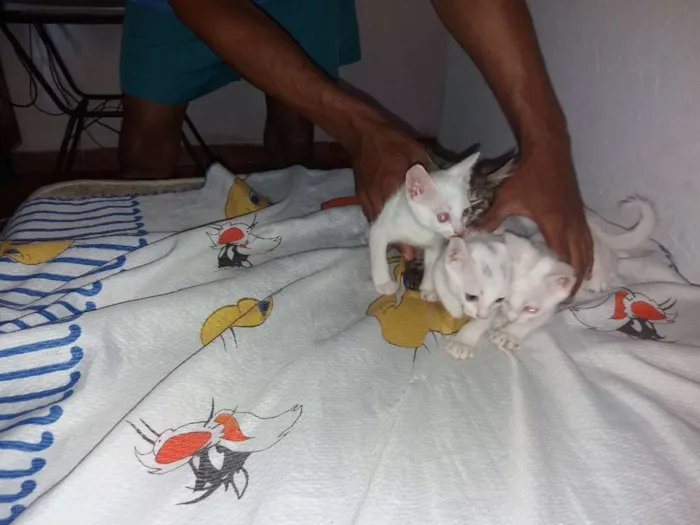 Gato ra a Tomba tudo idade Abaixo de 2 meses nome Mialmial