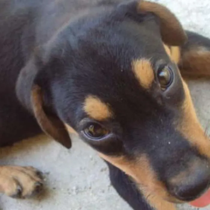 Cachorro ra a vira lata idade 2 a 6 meses nome maike