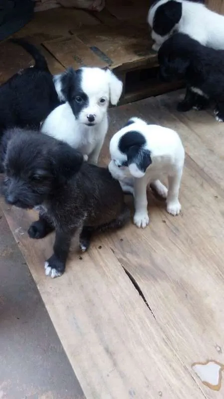 Cachorro ra a 2 geraçao de poodle mestiço idade Abaixo de 2 meses nome sem nomes