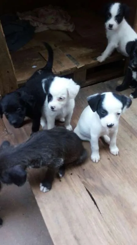 Cachorro ra a 2 geraçao de poodle mestiço idade Abaixo de 2 meses nome sem nomes