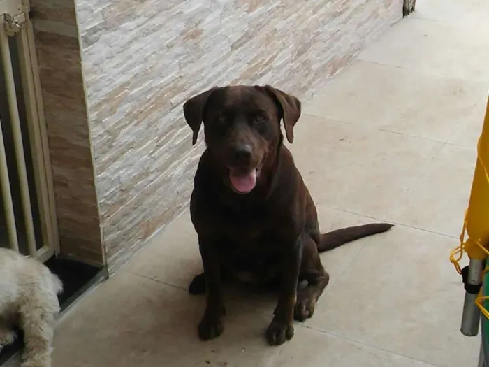 Cachorro raça Labrador idade 4 anos nome Sasha