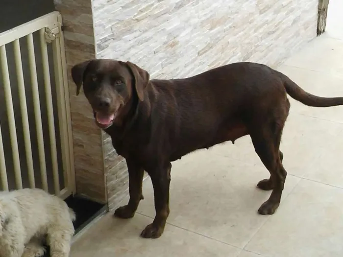 Cachorro raça Labrador idade 4 anos nome Sasha