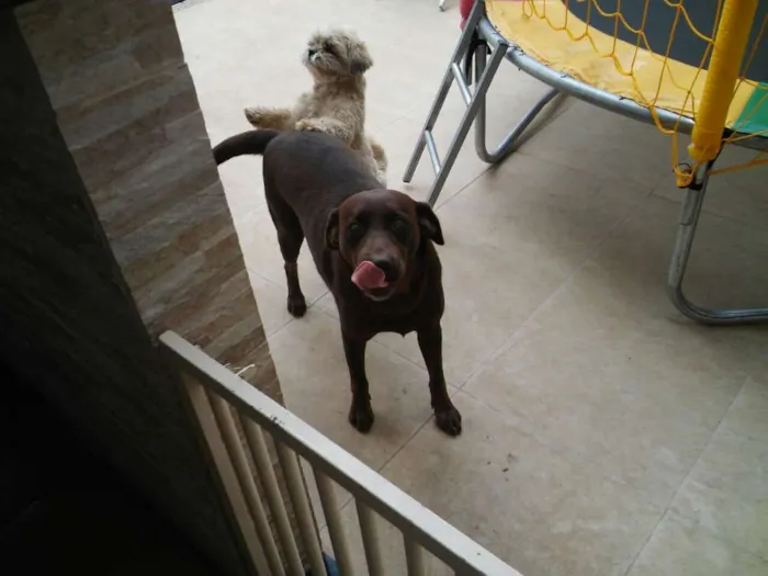 Cachorro raça Labrador idade 4 anos nome Sasha