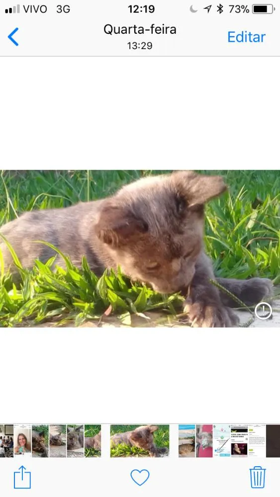 Gato ra a Srd idade Abaixo de 2 meses nome Panteras