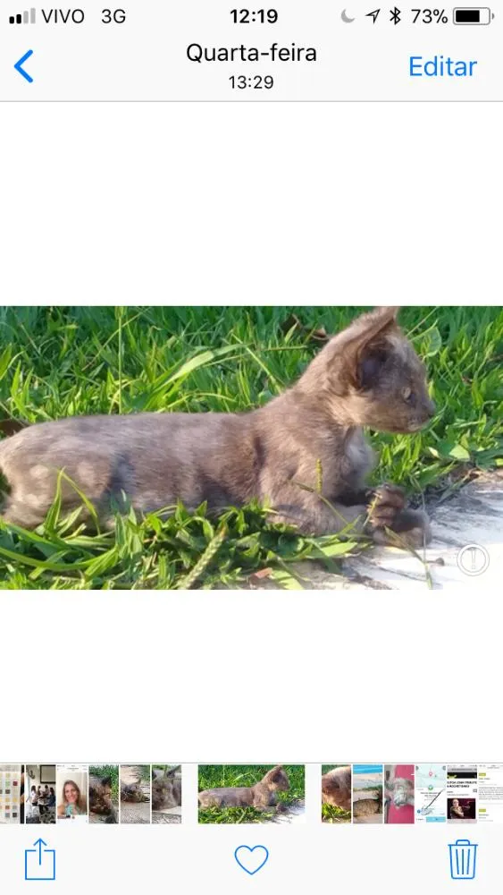 Gato ra a Srd idade Abaixo de 2 meses nome Panteras