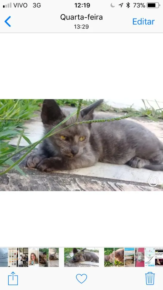 Gato ra a Srd idade Abaixo de 2 meses nome Panteras