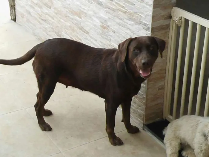 Cachorro raça Labrador idade 4 anos nome Sasha
