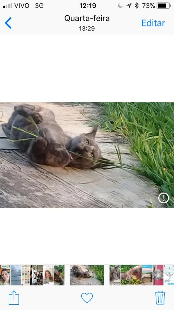 Gato ra a Srd idade Abaixo de 2 meses nome Panteras