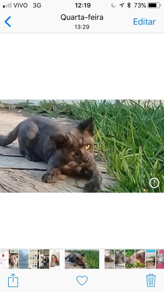 Gato ra a Srd idade Abaixo de 2 meses nome Panteras