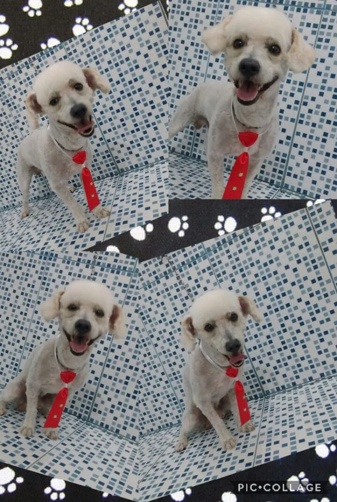 Cachorro ra a Poodle  idade 4 anos nome Bob