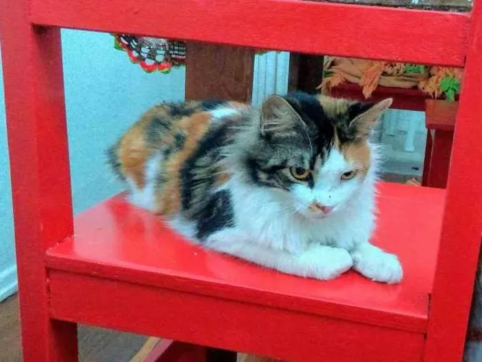 Gato raça Mestiça persa idade 1 ano nome Chica