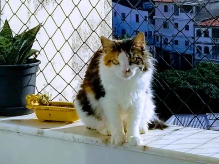 Gato raça Mestiça persa idade 1 ano nome Chica