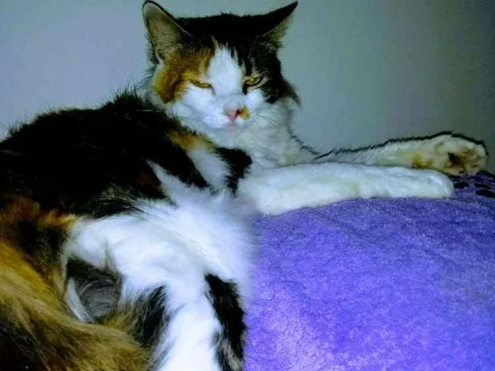 Gato raça Mestiça persa idade 1 ano nome Chica