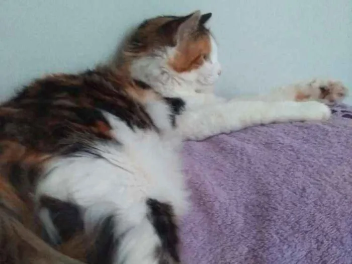 Gato raça Mestiça persa idade 1 ano nome Chica