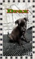 Cachorro raça SRD idade 2 a 6 meses nome Drax