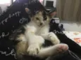 Chiquinha e Gotinha