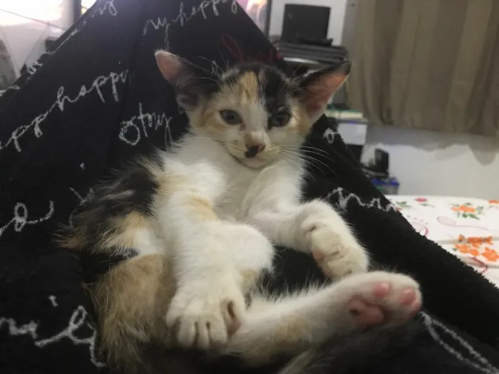 Gato raça SRD idade 2 a 6 meses nome Chiquinha e Gotinha