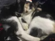 Chiquinha e Gotinha