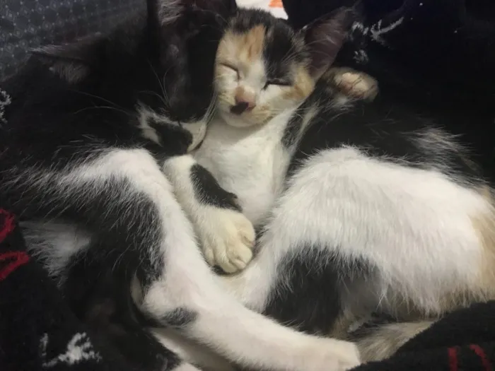 Gato raça SRD idade 2 a 6 meses nome Chiquinha e Gotinha