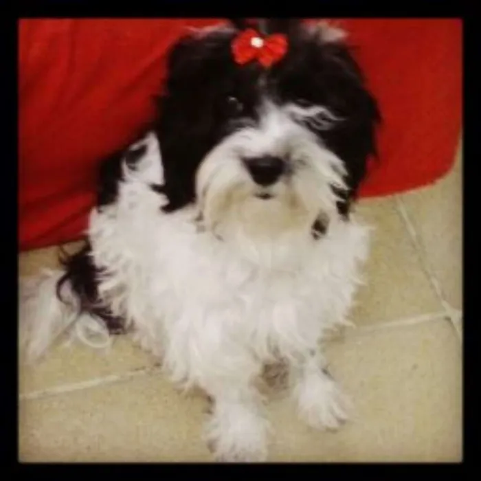 Cachorro ra a Mistura idade 5 anos nome Mel