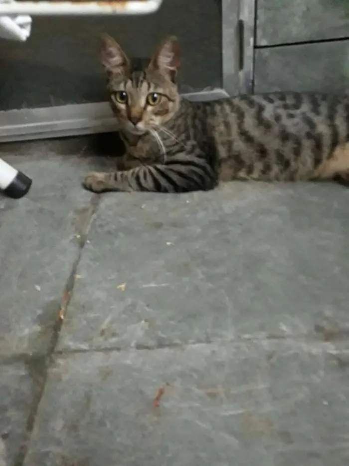 Gato ra a Mestiço idade 1 ano nome Tigrinho